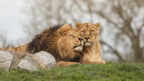 Jimmy's Farm and Wildlife Park A male and a female lion cuddling up together on a grass hill. 