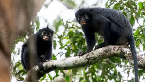 Two monkeys sit on a tree branch looking directly towards the camera. There is a blurred tree trunk in the front of the shot that the camera is sitting behind. The sky is white and there is green foliage in the background.
