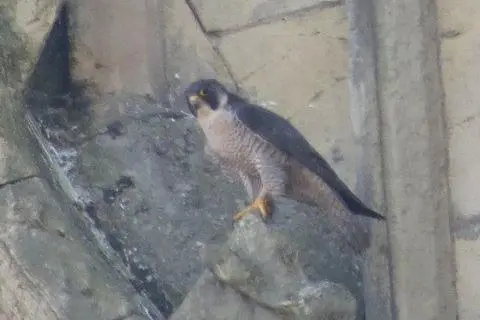 Beverley Minster A photo, slightly blurry due to the distance it has been taken at, showing a peregrine falcon - which has dark-grey top feathers and a light grey underside, standing on an outcrop of the stone tower of a minster church.