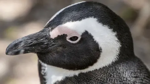 An African penguin on the South African coast.