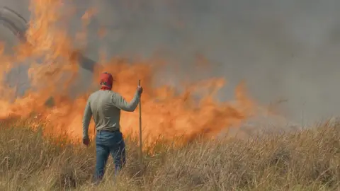 BBC Studios A man stands with a walking stick in the middle of a field of grass and watches as flames rip through the grass during the filming of BBC series Big Cats 24/7