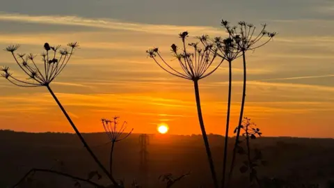 Stormin Orange sky and flowers in front of the lens.