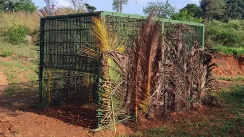 Holematthi Nature Foundation / BBC Golf Course leopard