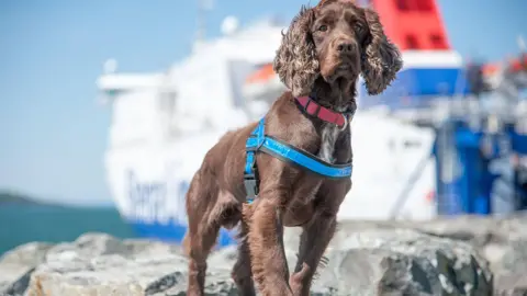 A police dog - a sprocker spaniel - standing in front of a ferry