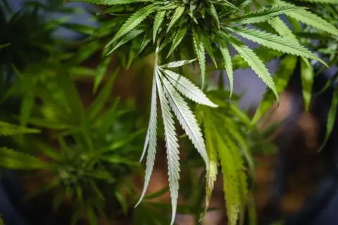 Getty Images Cannabis leaves