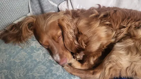 Katie Banfield A brown spaniel with long, wavy fur is curled up asleep on a patterned cushion. The dog’s head rests gently on the pillow, eyes closed, with its ears spread around it.