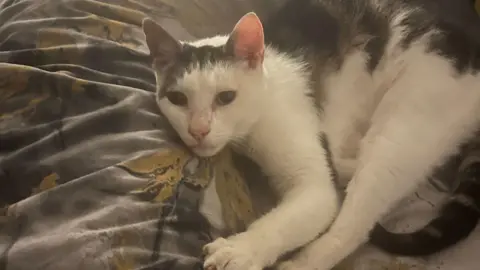 Family handout A black and white cat