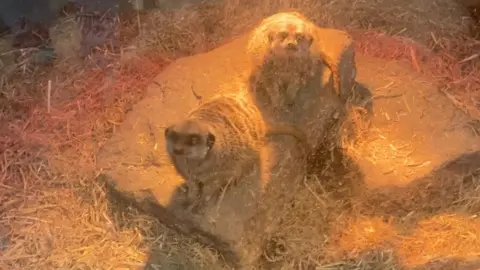 Two remaining Meerkats