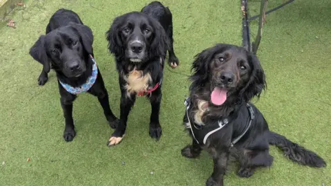 Hope Rescue Three black Labrador or mixed breed dogs sitting on patch of artificial grass wearing collars and looking up at the camera