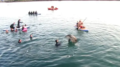 Dan Jarvis Dolphin with people