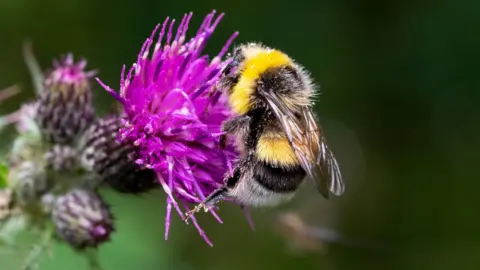 Getty Images Bee on a thistle