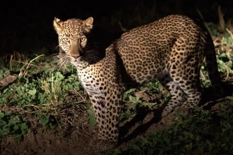 Ian Salisbury Leopard at night