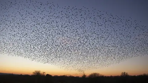 Starling murmuration