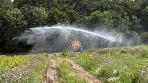 Ben Schofield/BBC A spray-gun watering a crop of potatoes on a sunny day. Two tyre tracks lead the eye from the bottom and into the centre of the image. Either side of the tracks are wild flowers, with the crop beyond them. There is a large yellow reel that contains – or contained – the hose. The spray gun is on the right of the image and it is squirting an arc of water over the yellow reel to the left of the image. In the background are tall, mature trees. 