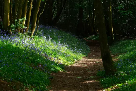 BBC Weather Watchers / Hairyhorace Purple flowers are in bloom on a forest floor. Rays of sunshine through the trees are illuminating the pathway.
