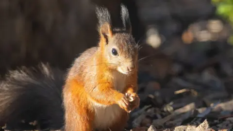 Liam Austin A red squirrel standing on the ground