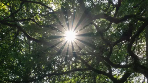 A picture on the sun shining through green tree leaves. There is a number of branches pictured.
