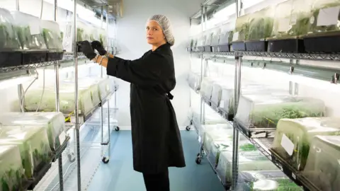 Jacana Alexandra Chong, directora ejecutiva de la empresa jamaicana de cannabis Jacana, se encuentra dentro de una sala de cultivo bajo las luces.
