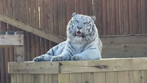 Aleks the white tiger sits on a wooden block basking in the sun. His teeth are exposed as he looks to camera looking relaxed.