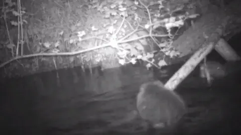 Trees for Life Camera trap footage of the beaver family