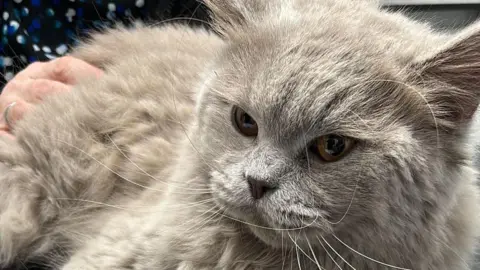 Elstree Studios Close up of a grey cat which has long whiskers 