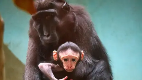 Drusillas A close up image of a Sulawesi crested macaque baby at Drusillas Park being held by its mother