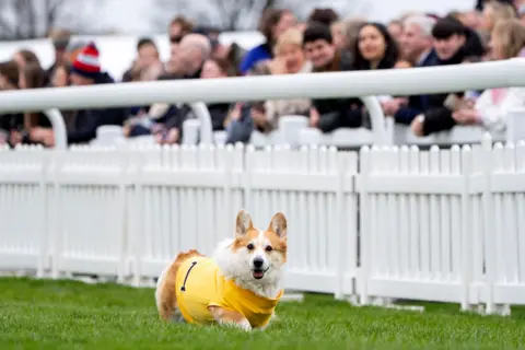 PA Media A happy looking corgi wearing a yellow racing vest standing on a green in front of a white fence. A crowd of people watch from behind the fence.