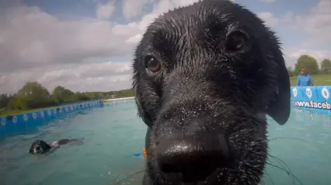 A close-up of the face of a black dog. It is sitting in a large pool and its fur is wet. There is another dog swimming close by and a woman is next to the pool watching them.