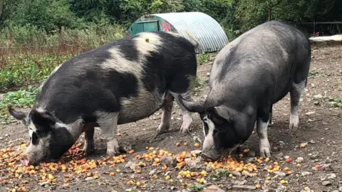 Pigs in the Wood Josephine and Poppy roaming in a field 