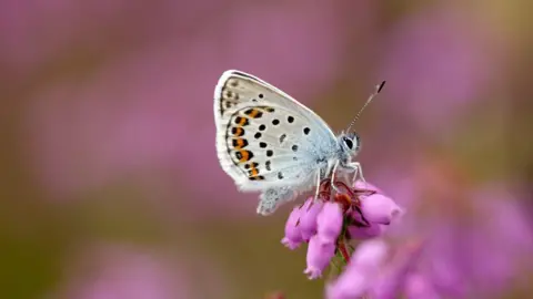 Iain H Leach The Silver-studded Blue is partly blue with other colours. The blurred background is pink.