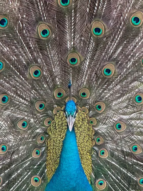 Leigh Titterington A close-up of a peacock spreading its wings.