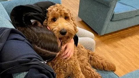  Northamptonshire Healthcare NHS Foundation Trust Sipho the ladradoddle puppy with a patient