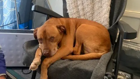 RSPCA Stanley the dog