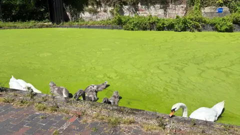 Two adult white swans and four baby swans in a canal covered in algae