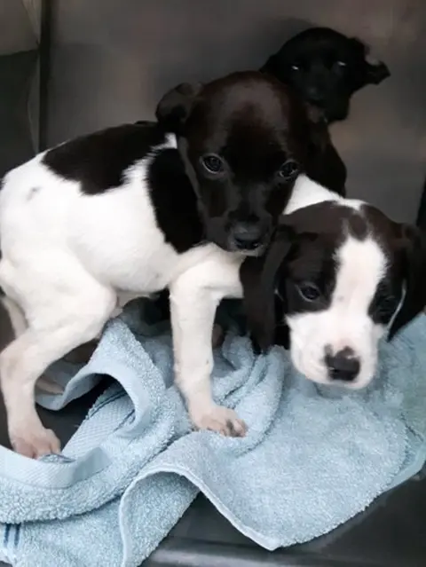 DSPCA Puppies found abandoned in freezing conditions on the street in the dark in North County Dublin, on Thursday 30 November 2017