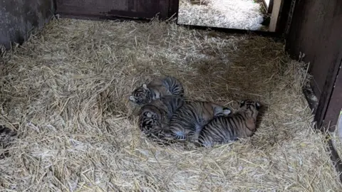 Howletts Wild Animal Park Four tiger cubs lying next to each other, asleep, inside a den. 