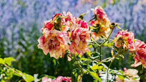 Stéphane Rouillard/Hans Lucas/AFP/Getty Images Pink and orange roses appear wilted and brown. Background of purple flowers is blurred