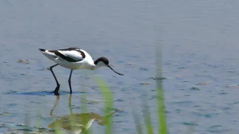 Robert Simmons/RSPB An avocet, with black and white feathers and an upturned long black beak, crouches down on the water.