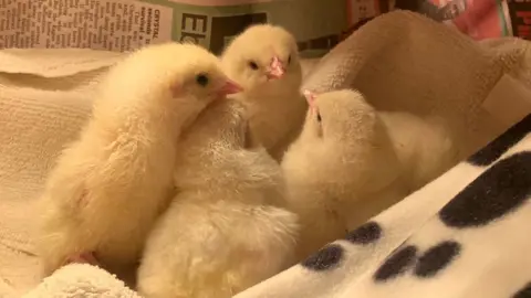 Linjoy Wildlife Sanctuary Chicks