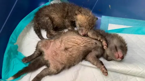 Wild by nature photography Ginger the runt