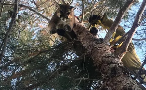 California Department of Fish and Wildlife The mountain lion was rescued by firefighters using a ladder