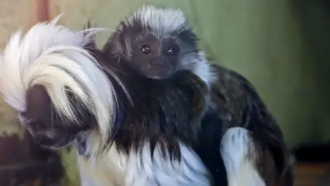 Drusillas Park Nigel the Monkey