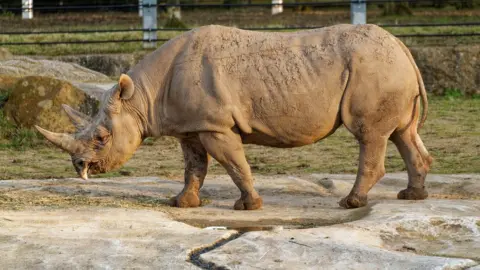 Twycross Zoo Rhino