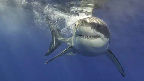 Getty Images White shark