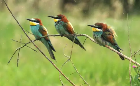 Sean Browne Three bee-eaters