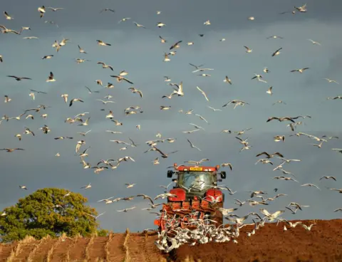 Heather Ross Tractor in a field