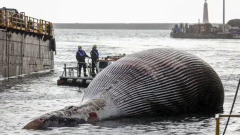 EPA Image shows Italian coastguards removing the specimen of the whale