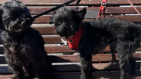 RSPCA Two black fluffy dogs gather on a park bench. Both have leads on them - the owner is out of shot.