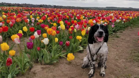 A black and white springer spaniel with a black slip lead around its neck stood in front of rows of yellow, pink, red and purple tulips.