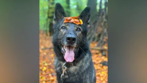 Thin Blue Paw Foundation A close-up of a German Shepherd with its tongue lolling out and golden autumn leaves placed on his head.